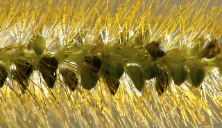 hay seeds